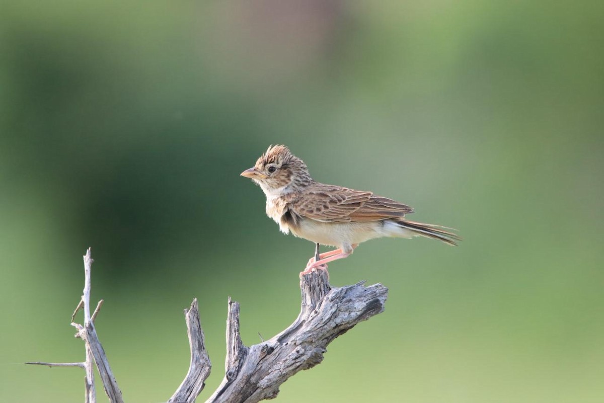 Monotonous Lark - ML647750894