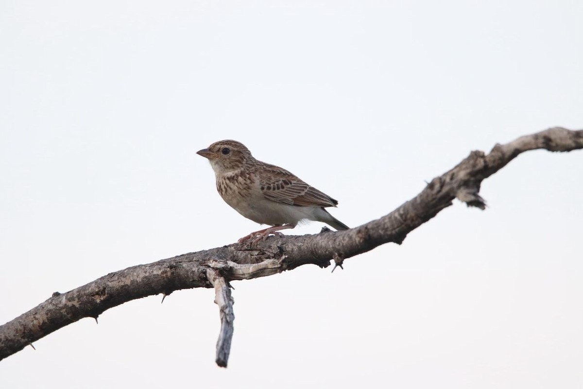 Monotonous Lark - ML647750895