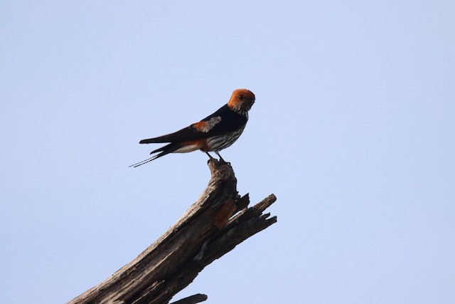 Swifts & Swallows