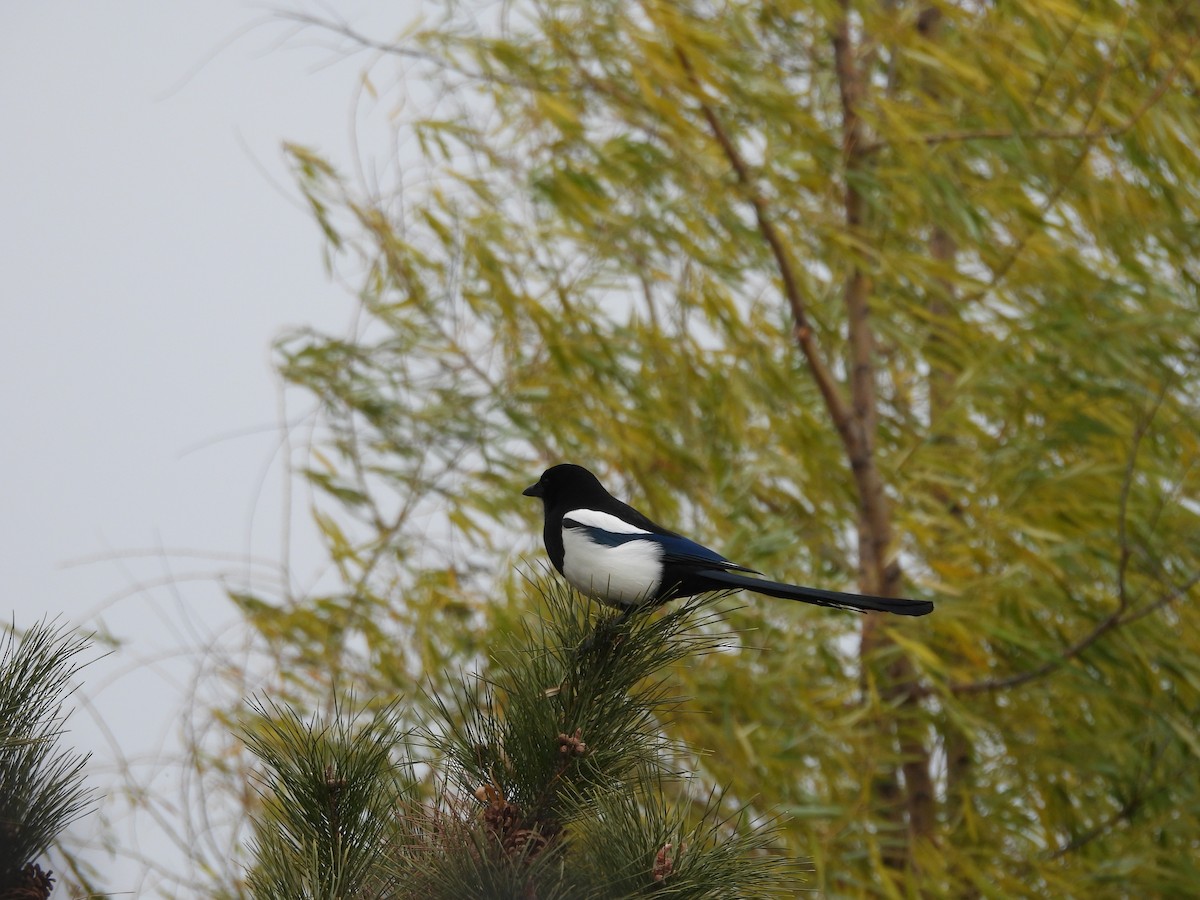 Oriental Magpie - ML647750923