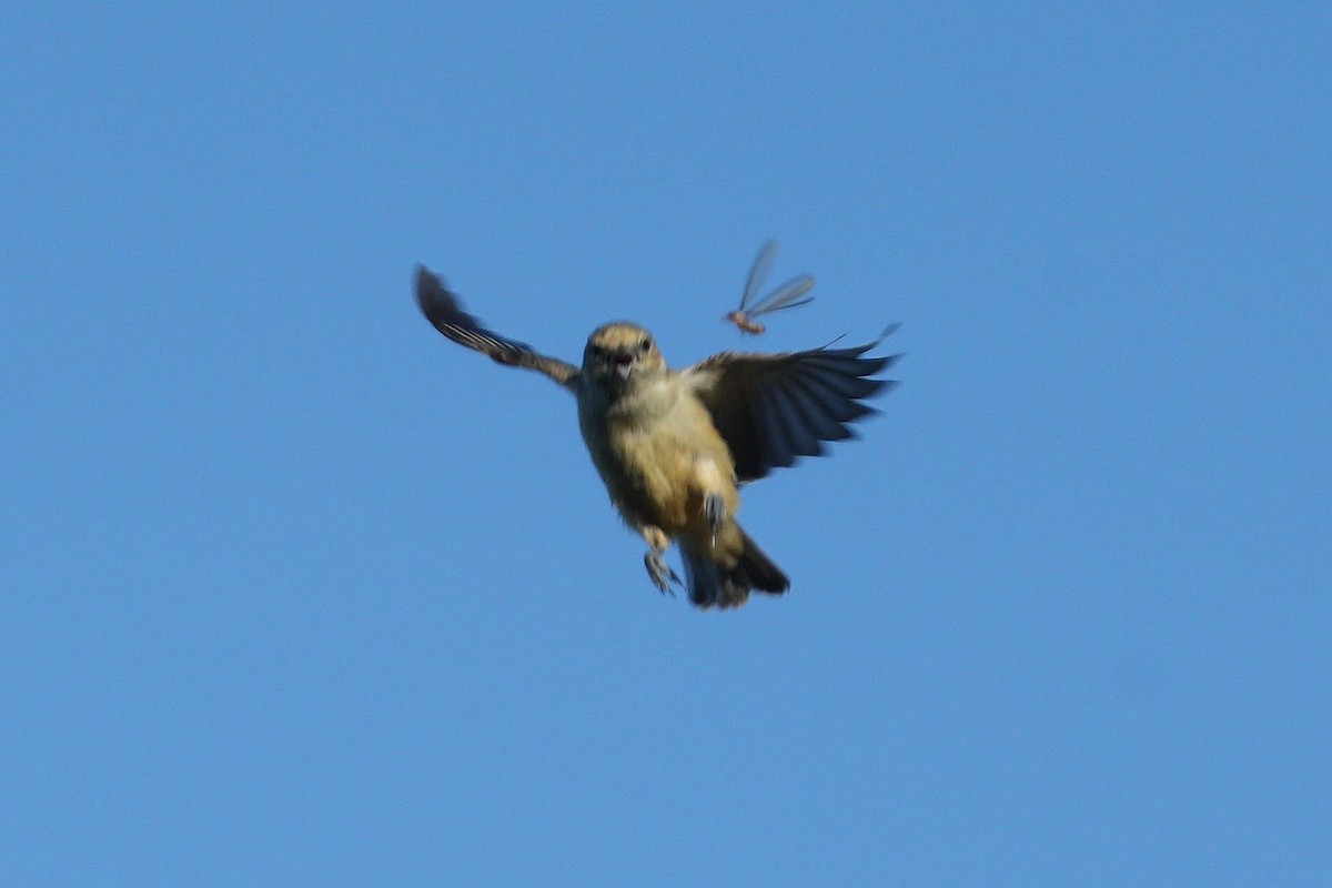 moudivláček africký - ML647750930