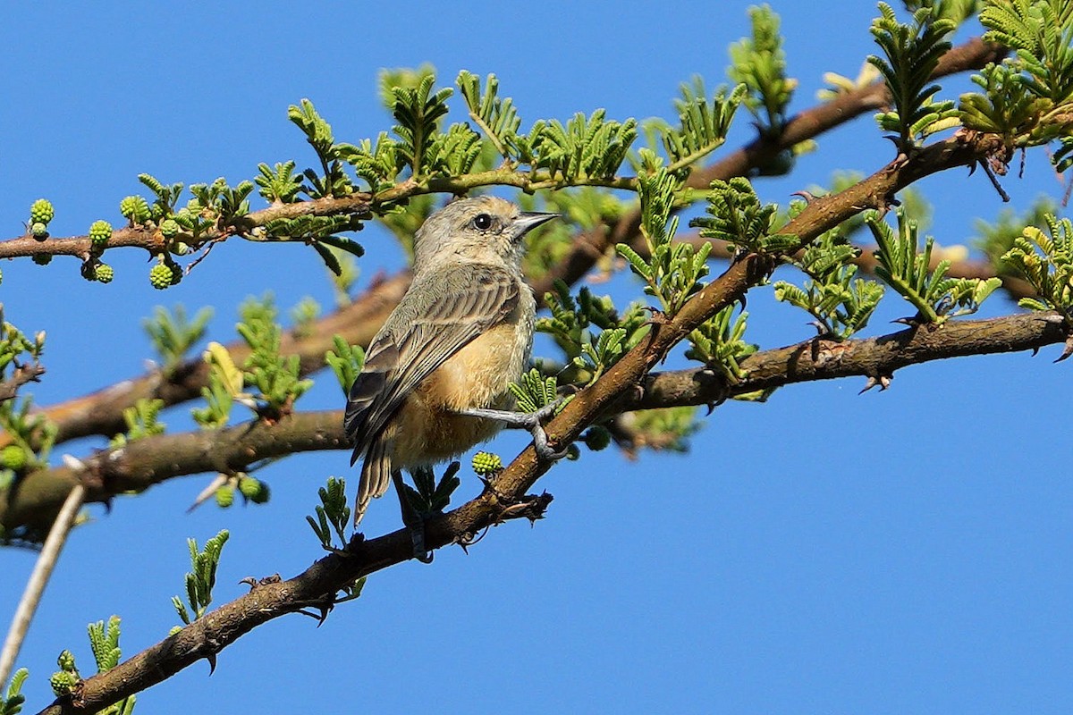 moudivláček africký - ML647750931