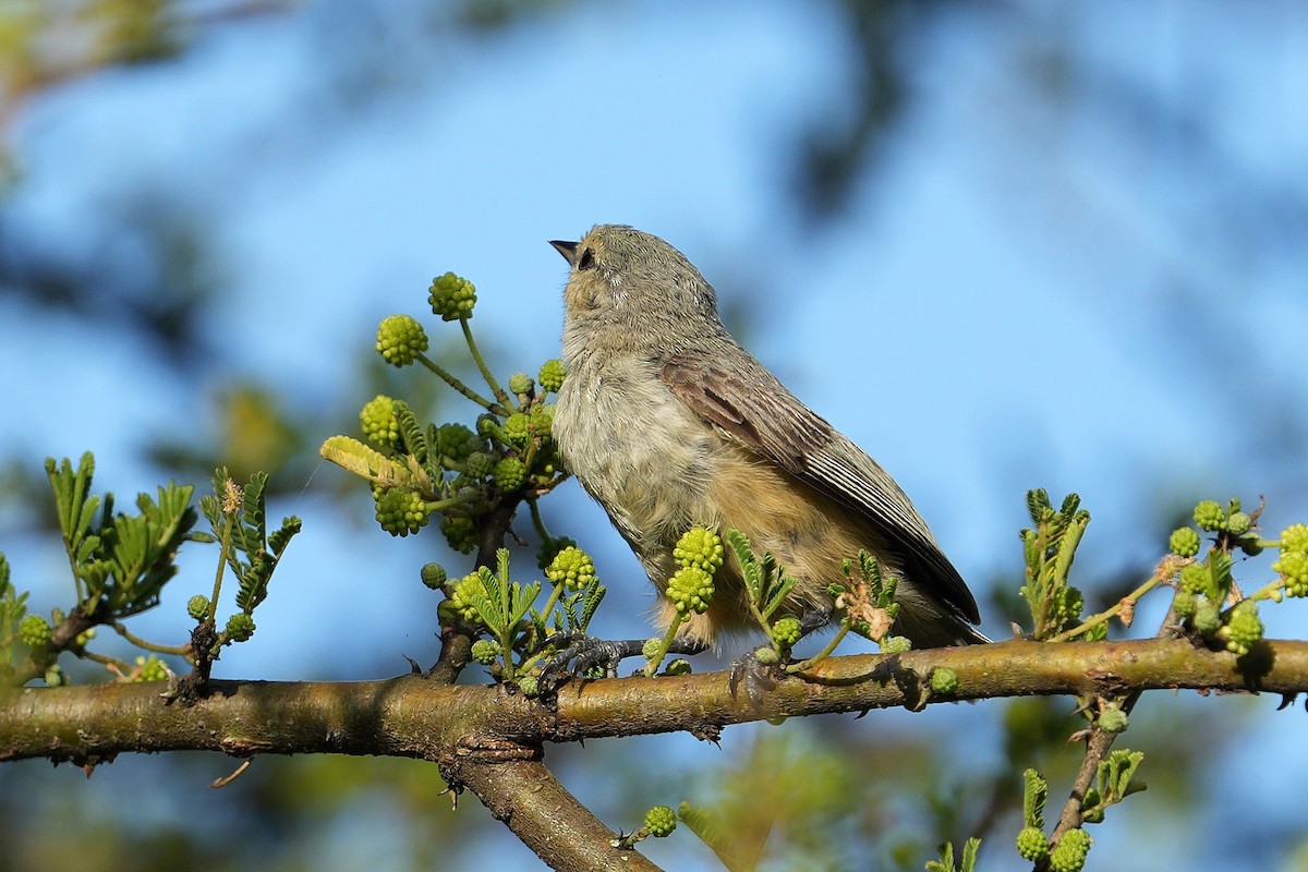 moudivláček africký - ML647750932