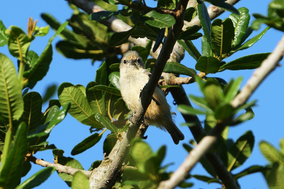 moudivláček africký - ML647750933