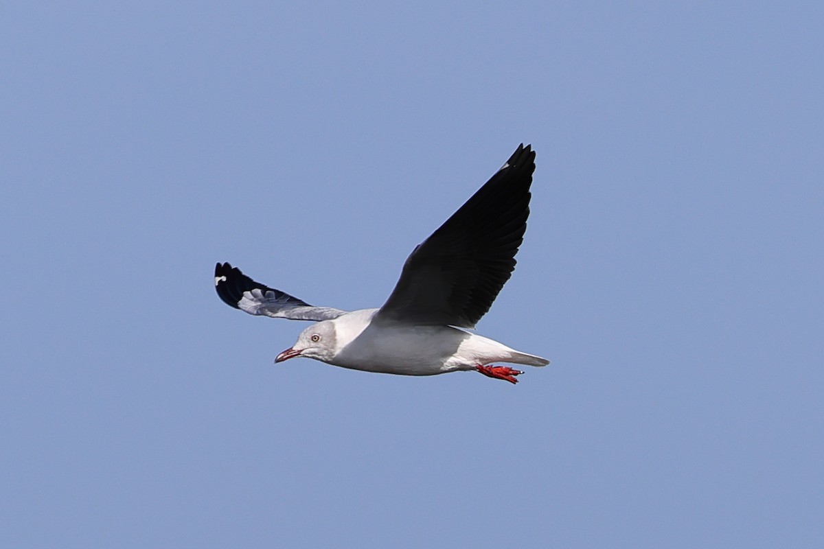 ズアオカモメ - ML647750934