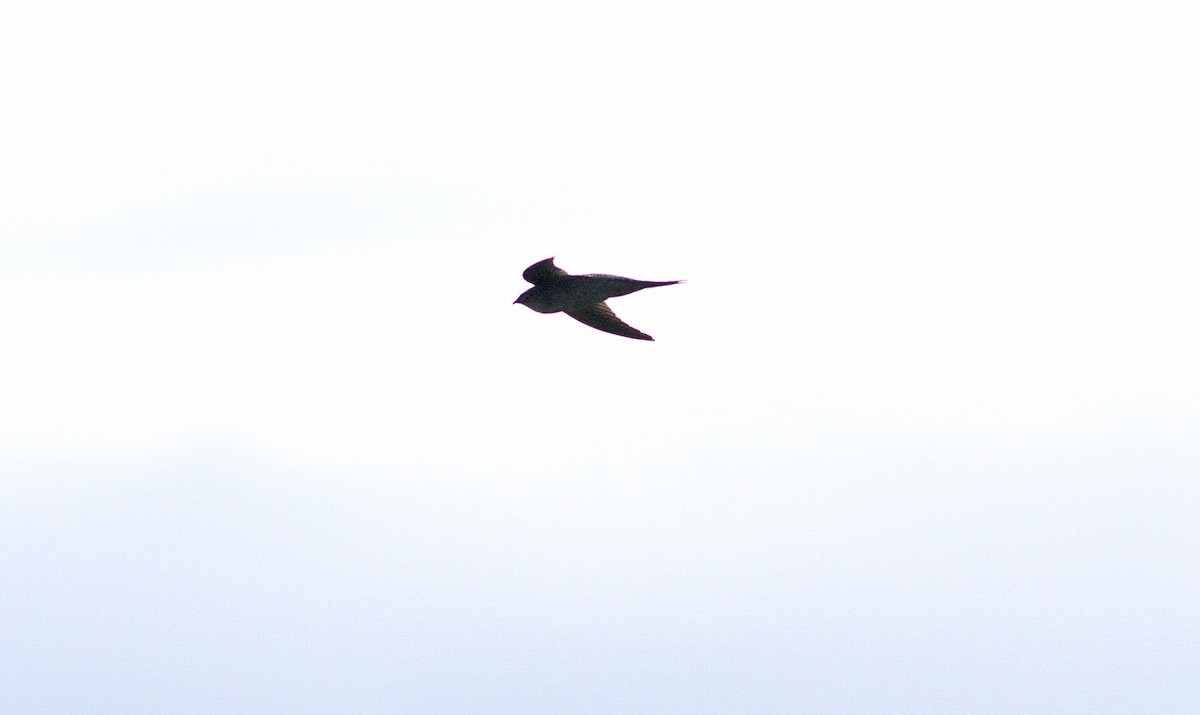 Азиатский пальмовый стриж - ML647750948