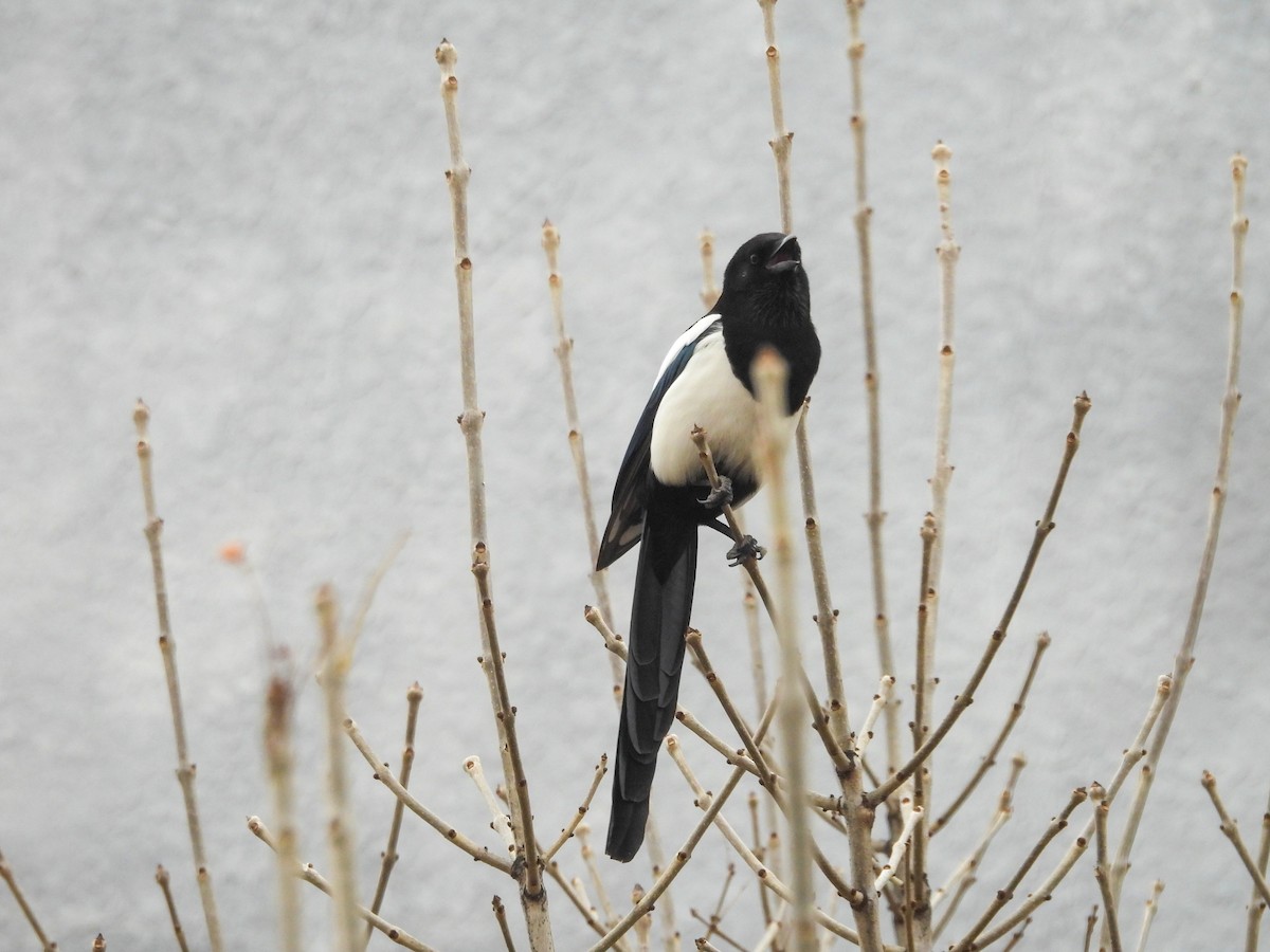 Oriental Magpie - ML647750952