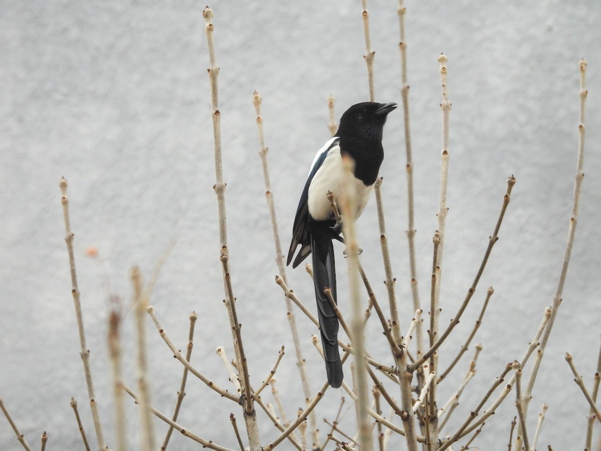 Oriental Magpie - ML647750953