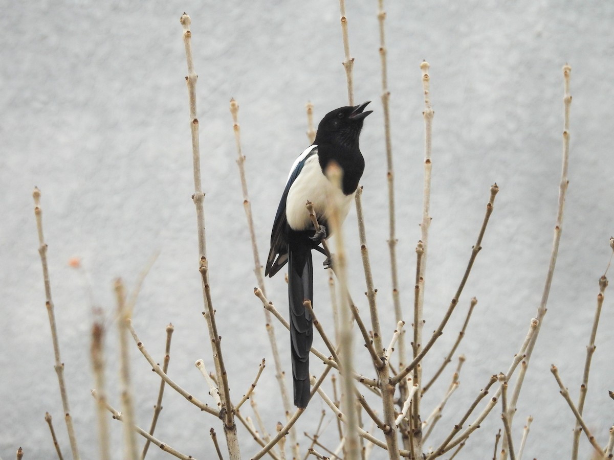 Oriental Magpie - ML647750954