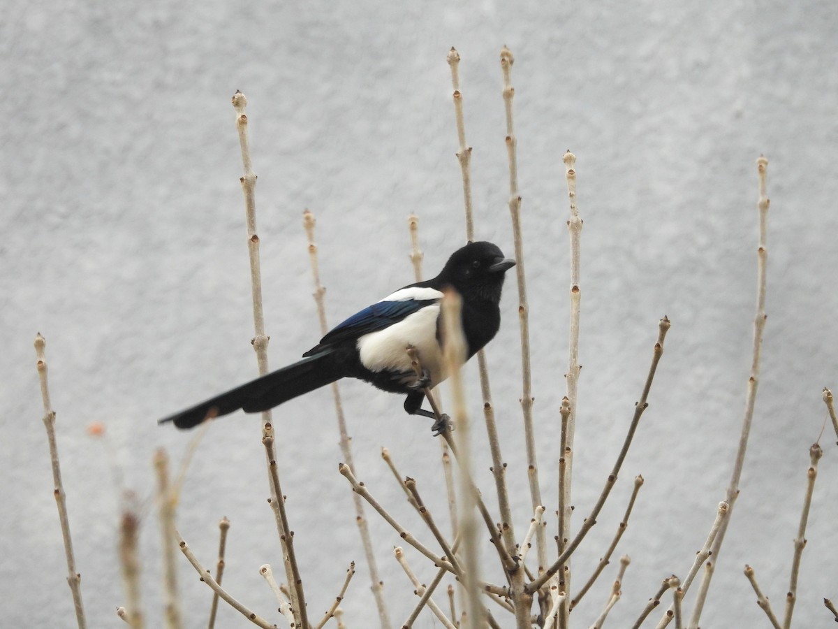 Oriental Magpie - ML647750955