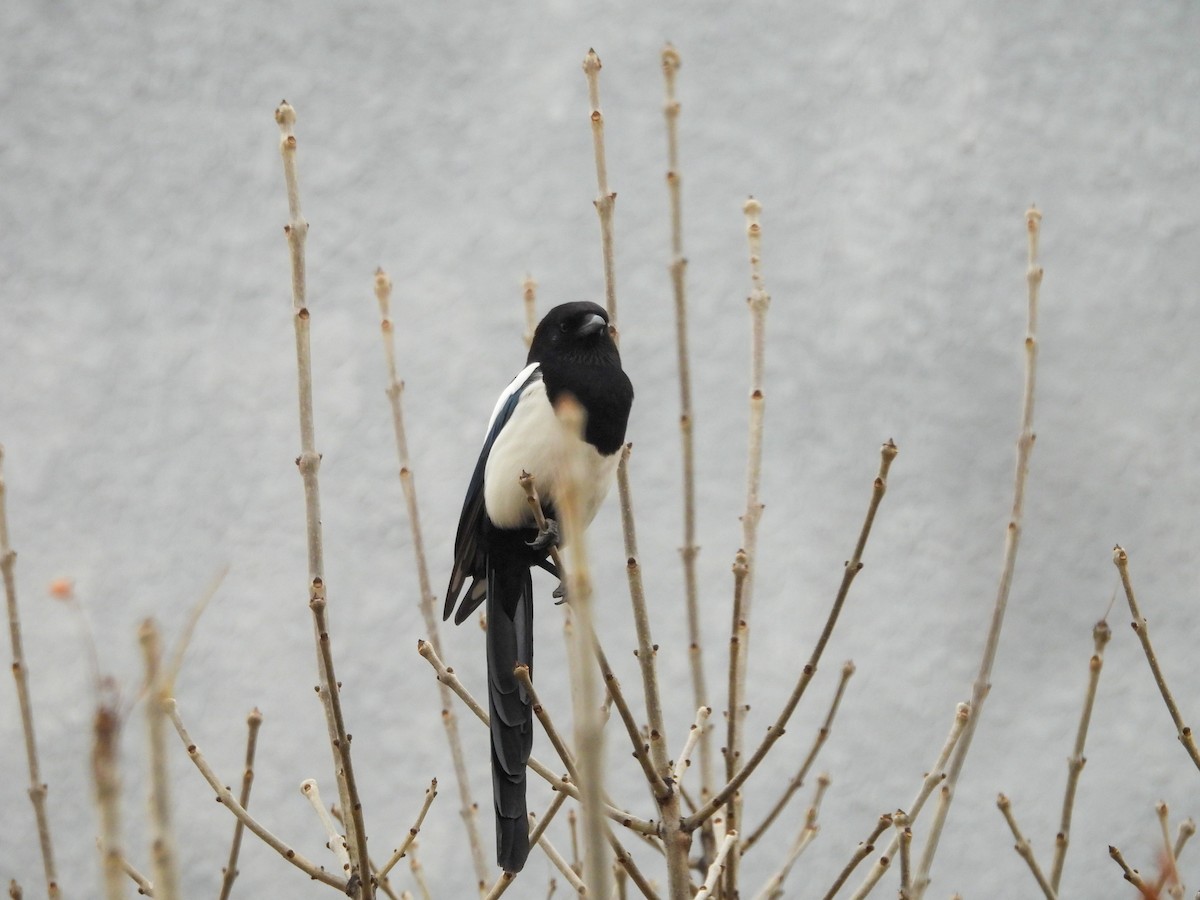 Oriental Magpie - ML647750956