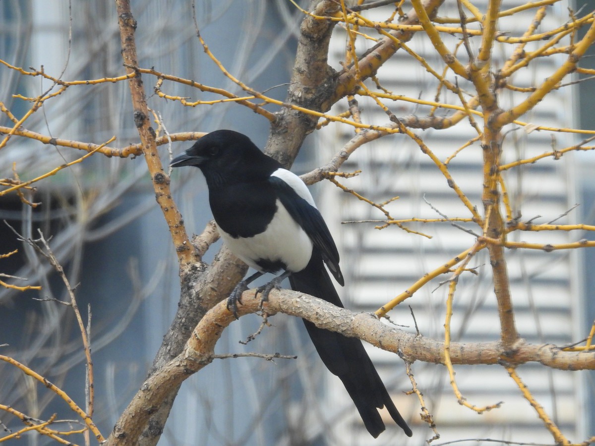 Oriental Magpie - ML647750957