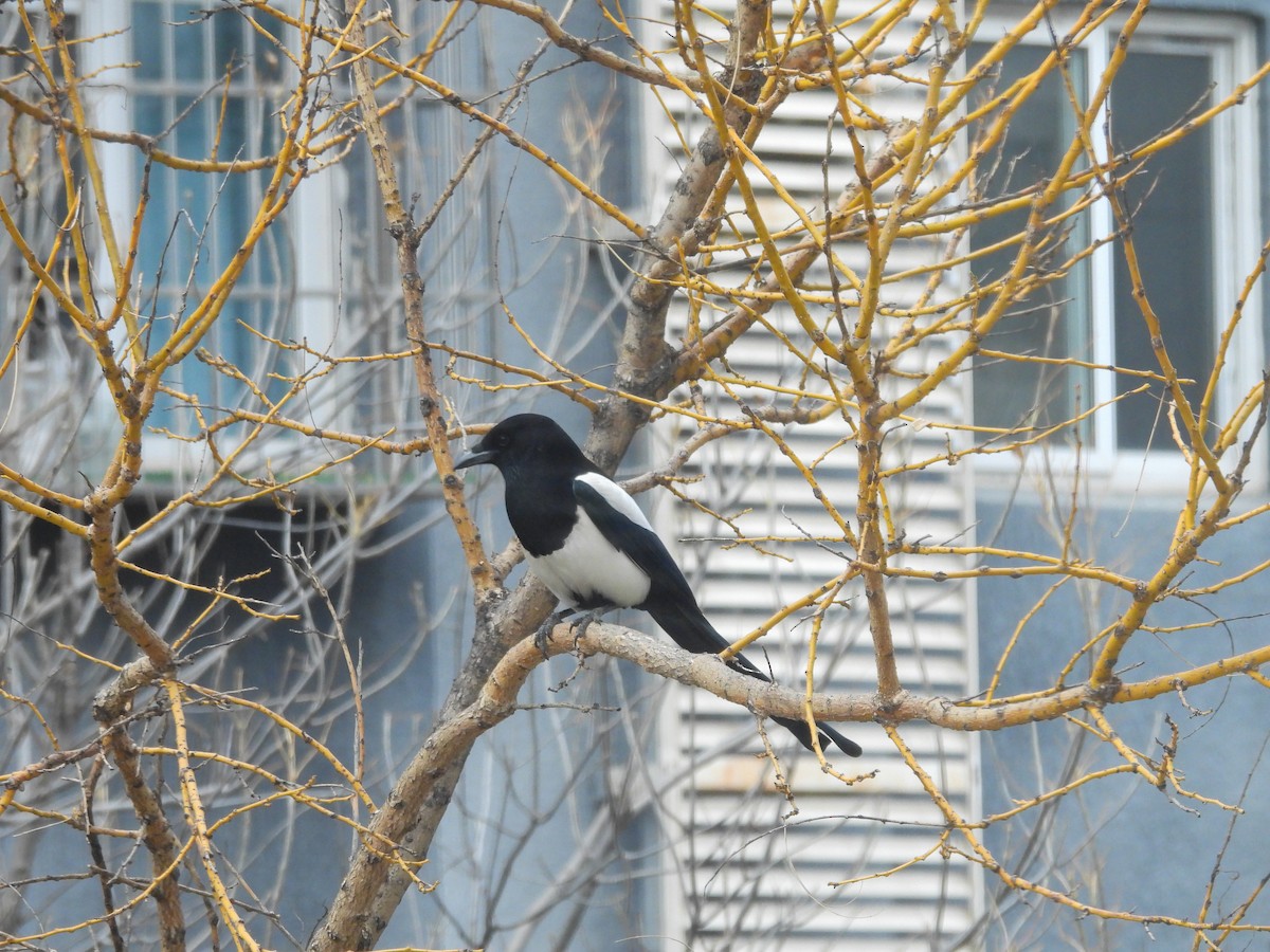 Oriental Magpie - ML647750958