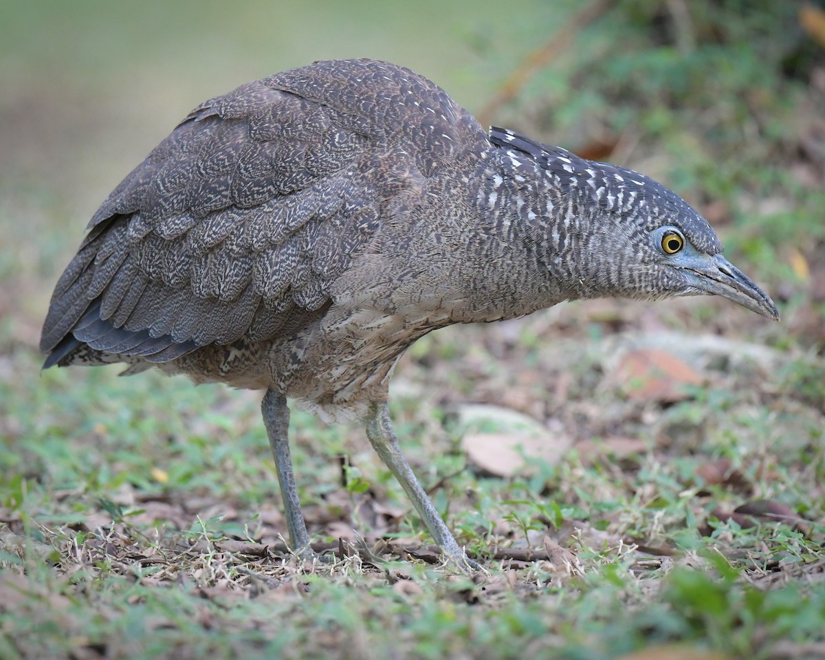 Malay Gece Balıkçılı - ML647750960