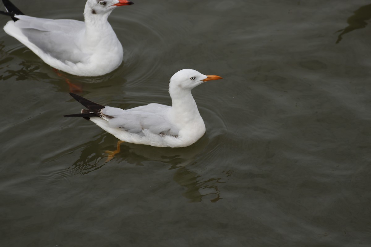 Морской голубок - ML647750980