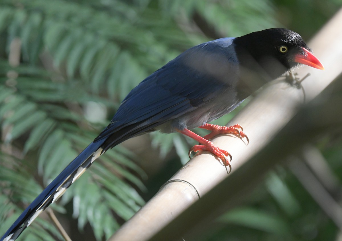 Taiwan Blue-Magpie - ML647750986