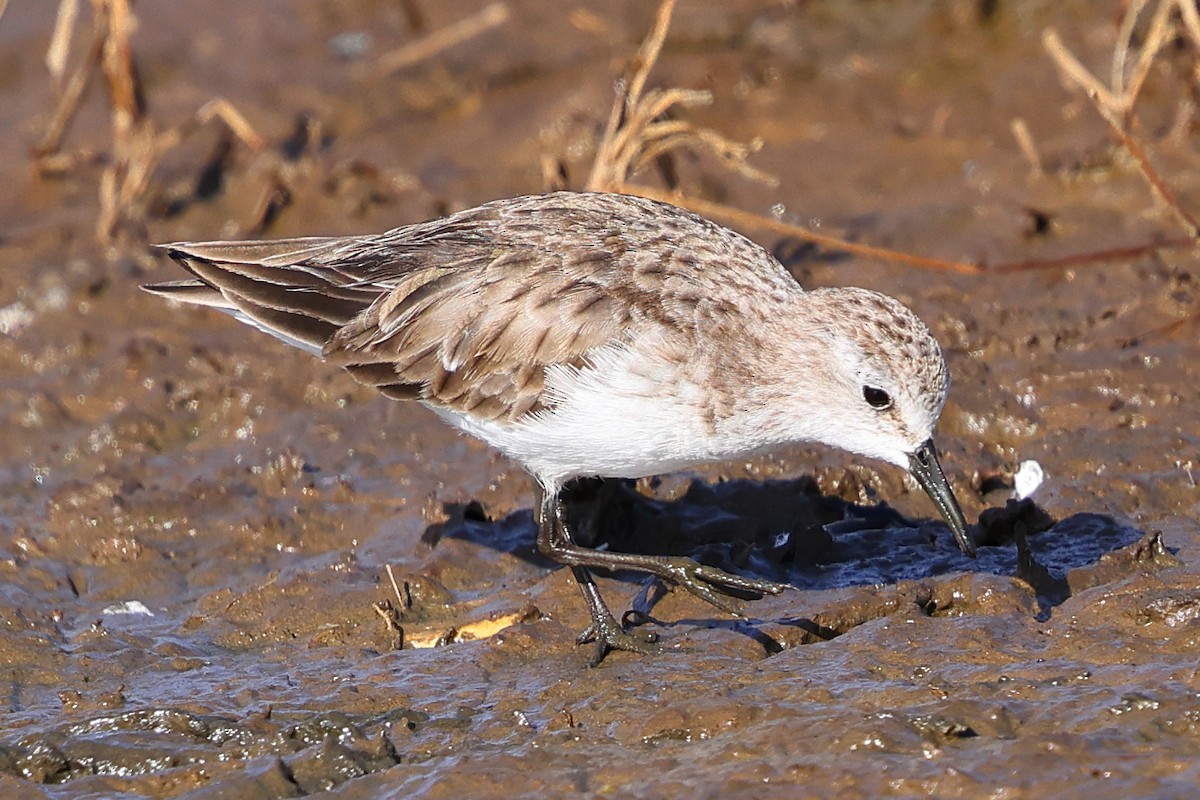 Little Stint - ML647750987