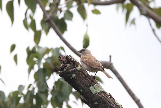 Southern Grey-headed Sparrow (Passer diffusus) — best photo, 1 in total