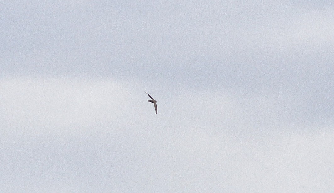 Азиатский пальмовый стриж - ML647751002