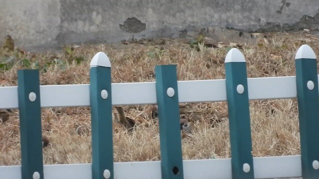 Горобець польовий - ML647751012