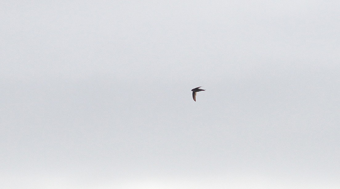 Азиатский пальмовый стриж - ML647751015