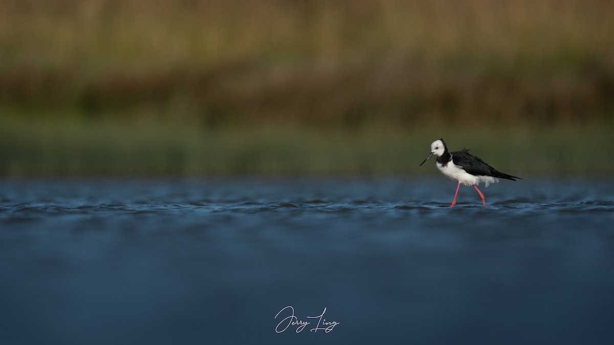 pisila bělohlavá - ML647751033