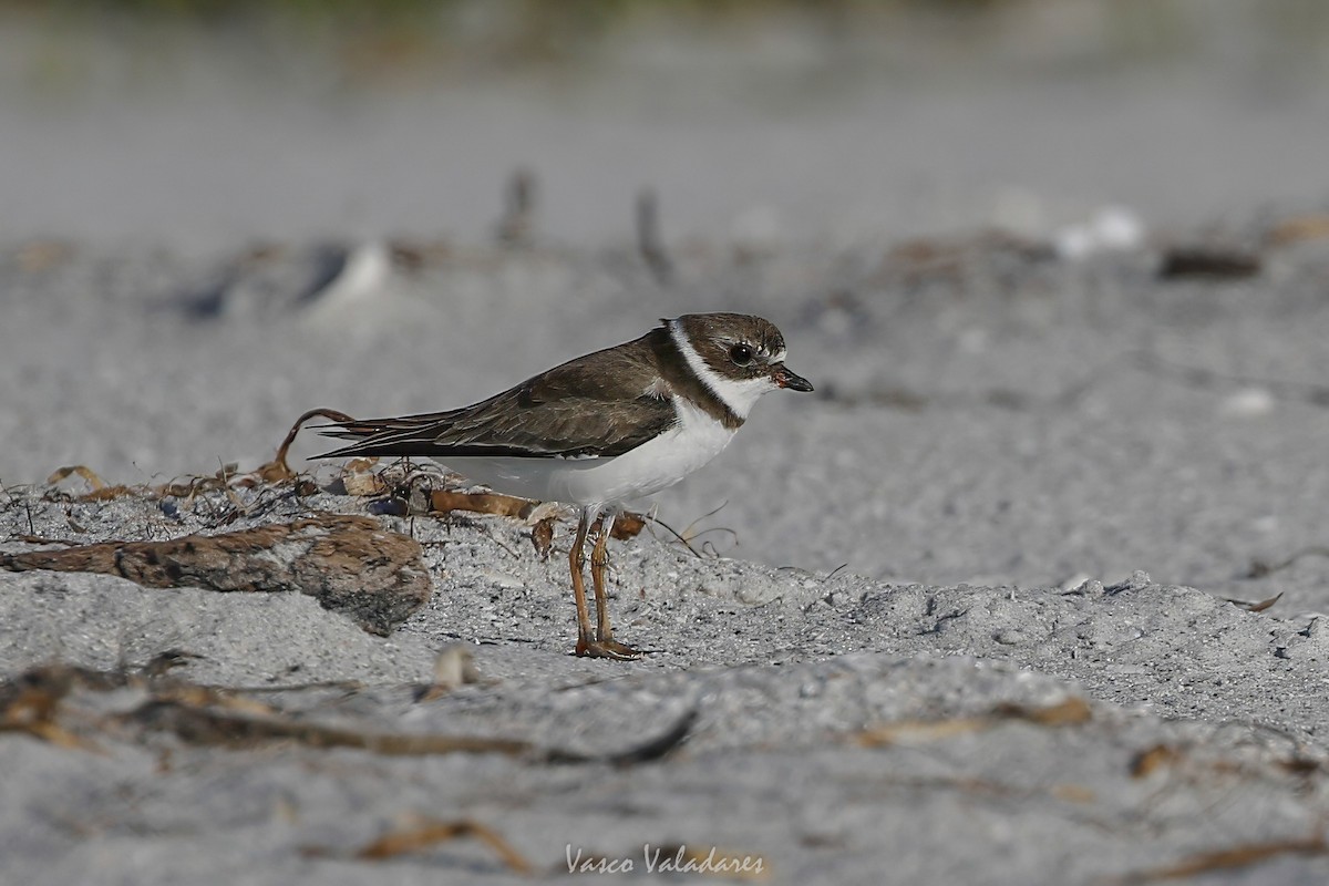 Semipalmated Plover - ML647751042