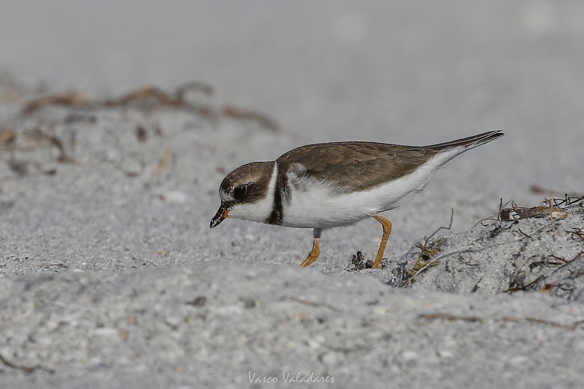 Semipalmated Plover - ML647751043
