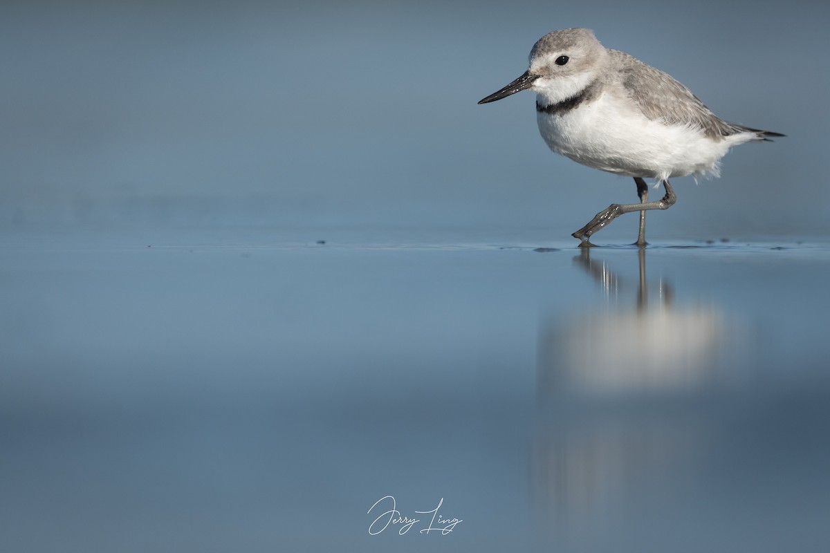 kulík křivozobý - ML647751046