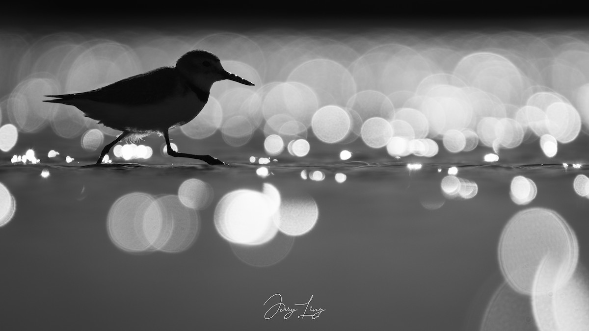 kulík křivozobý - ML647751047