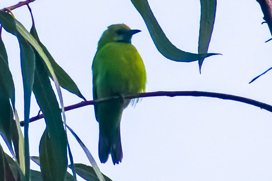 Golden-fronted Leafbird - ML647751054