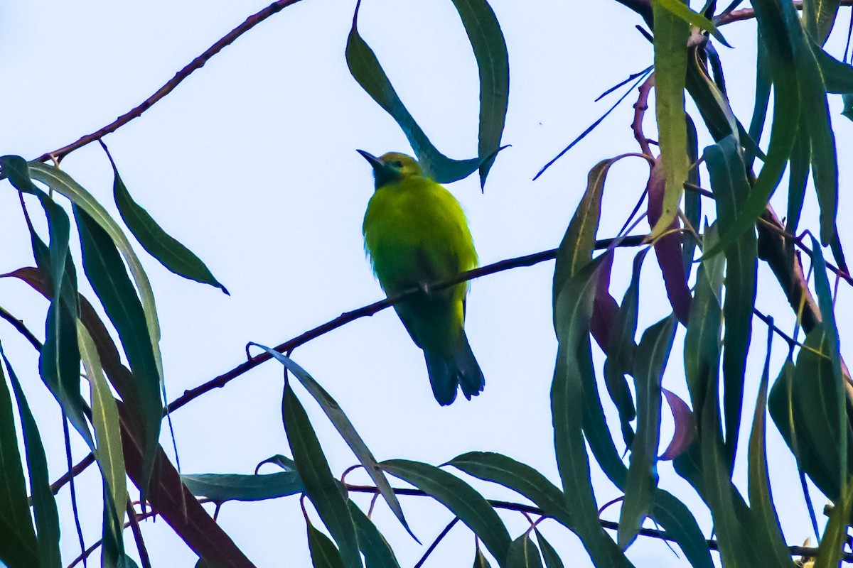 Golden-fronted Leafbird - ML647751055