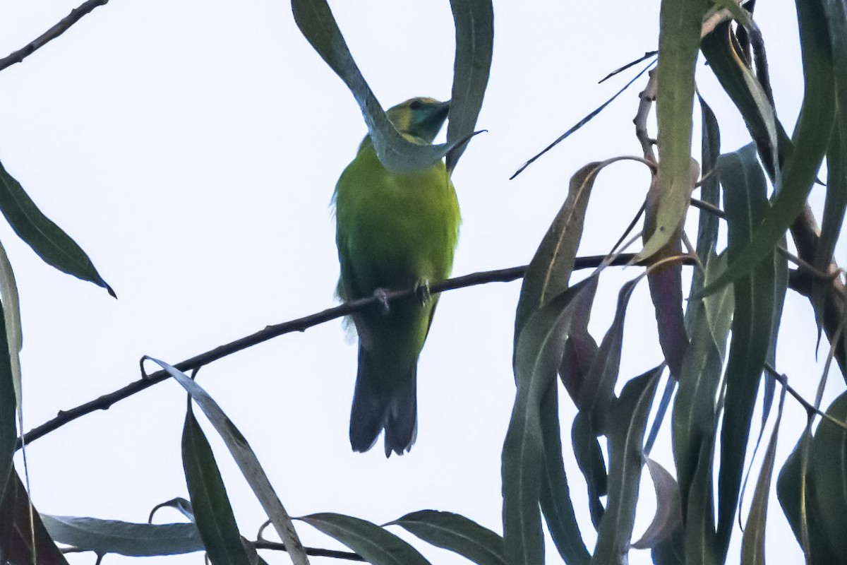 Golden-fronted Leafbird - ML647751056
