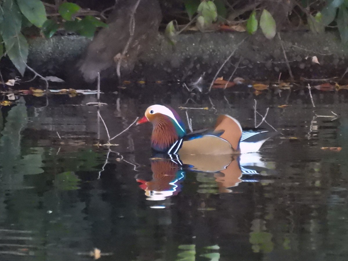 Mandarin Duck - ML647751079