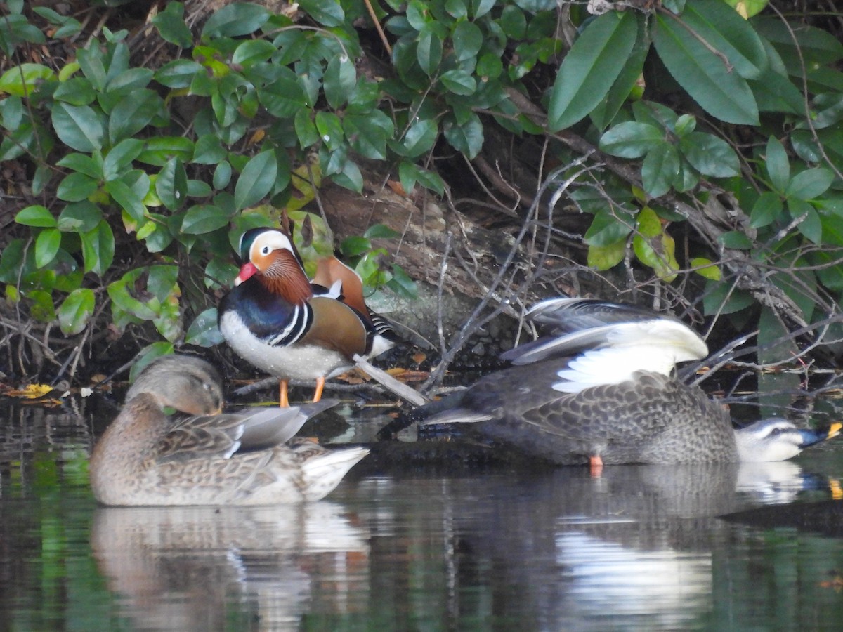Mandarin Duck - ML647751080