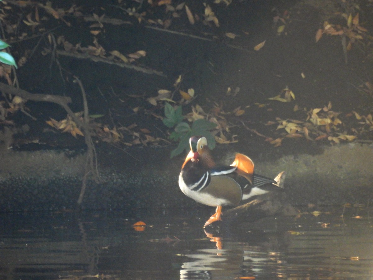 Mandarin Duck - ML647751083