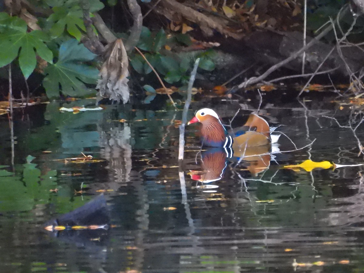 Mandarin Duck - ML647751084