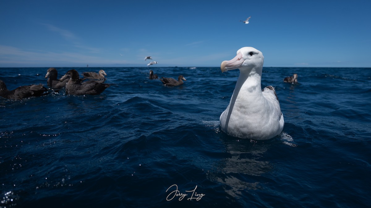 albatros jižní - ML647751093