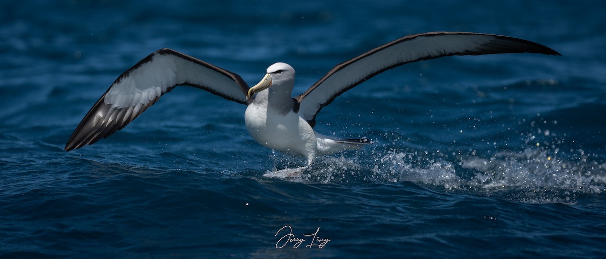 albatros snarský - ML647751096