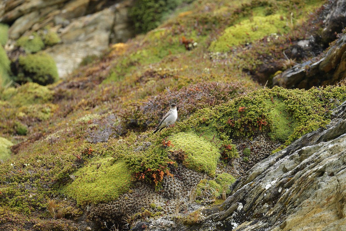 magellanmarktyrann - ML647751103