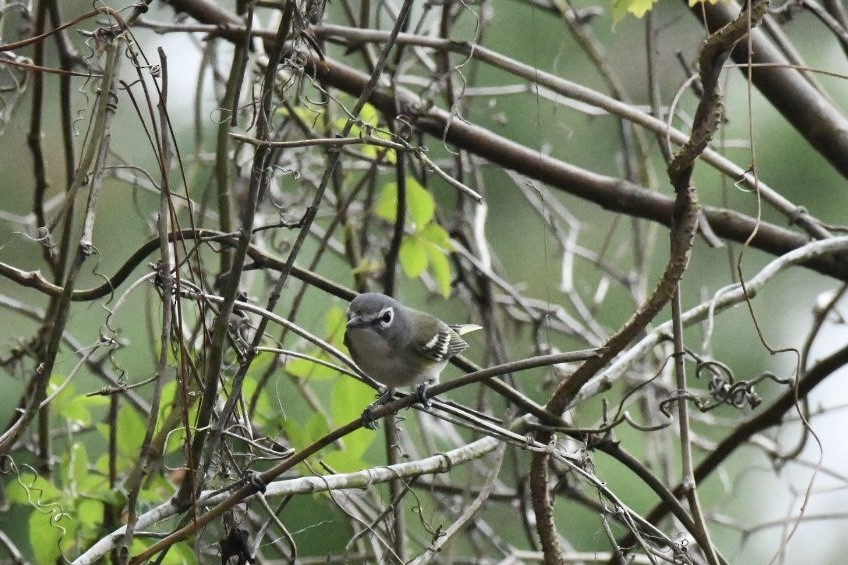 Vireo Solitario - ML647751113