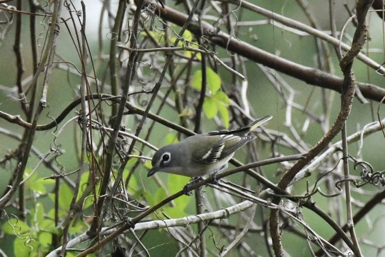 Vireo Solitario - ML647751114