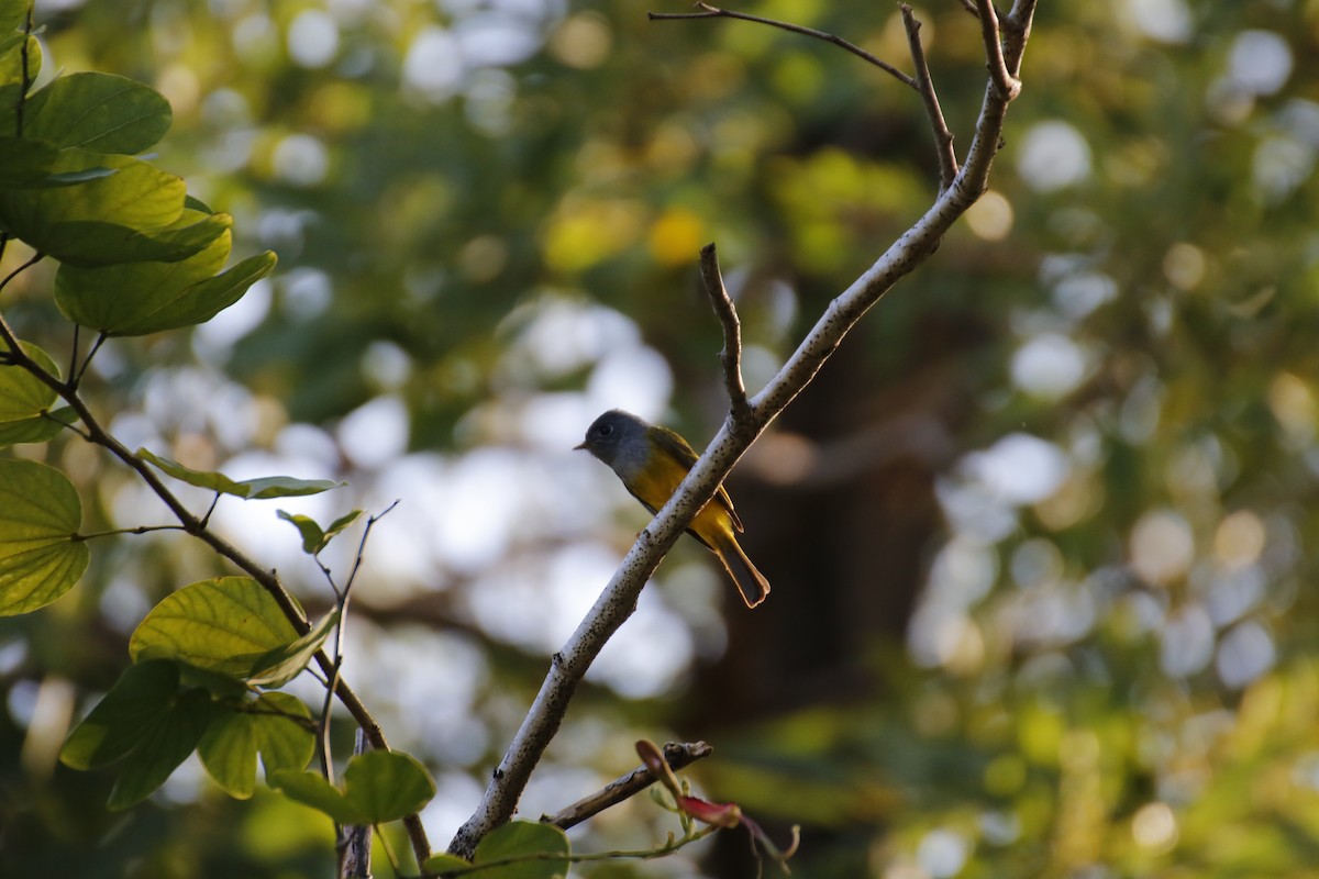 Gray-headed Canary-Flycatcher - ML647751156