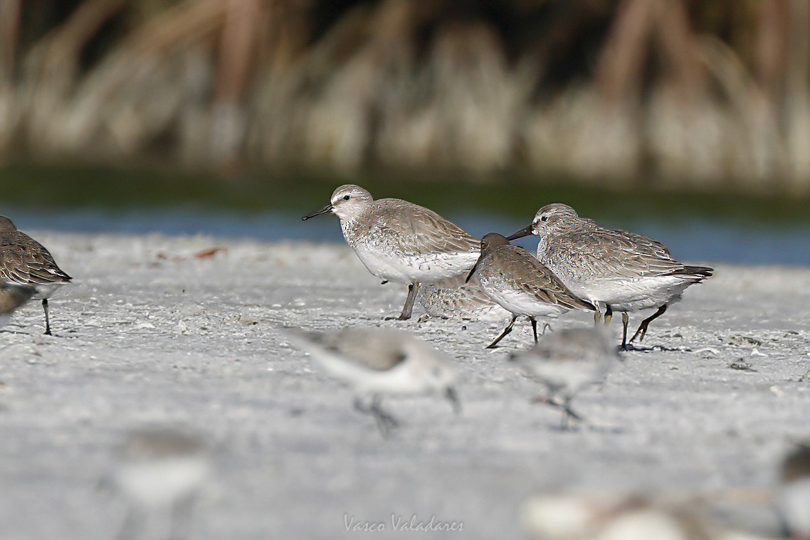 Red Knot - ML647751166