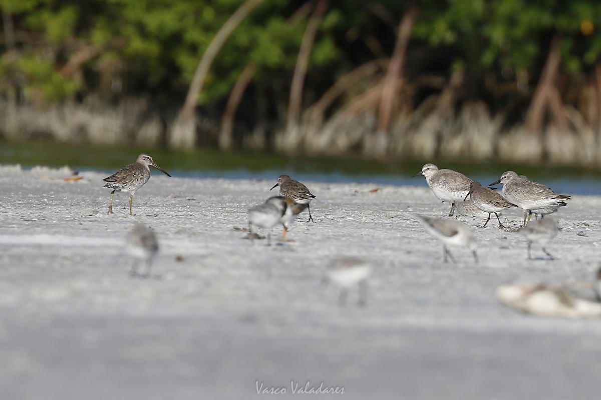 Red Knot - ML647751167