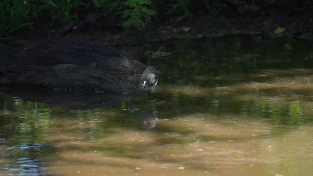 Коловодник лісовий - ML647751259