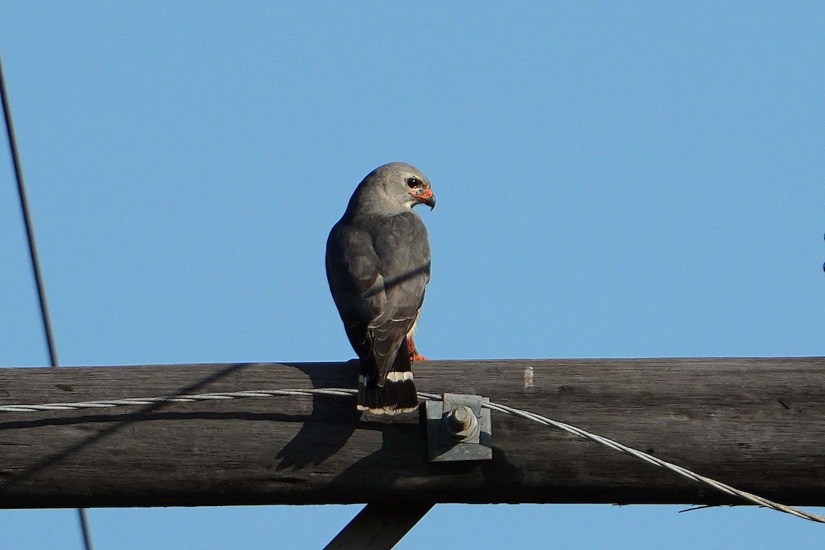 Lizard Buzzard - ML647751263