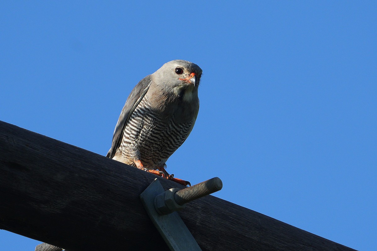 Lizard Buzzard - ML647751264