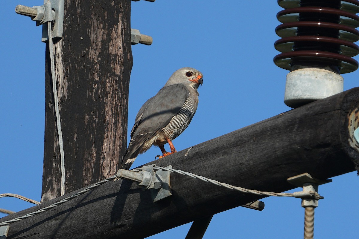 Lizard Buzzard - ML647751265