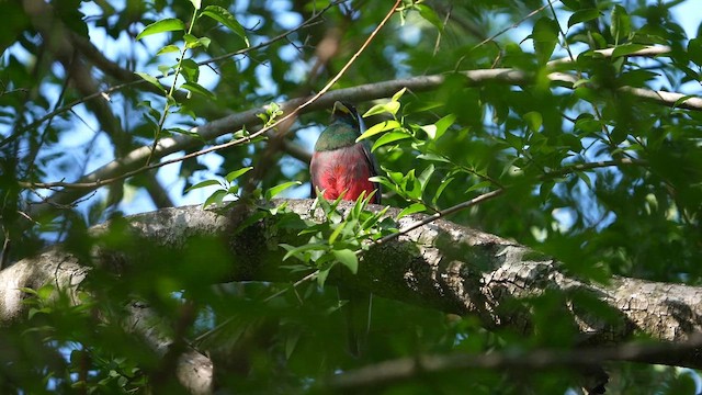 Трогон зелений - ML647751294